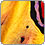 Mutabor Thumb 38